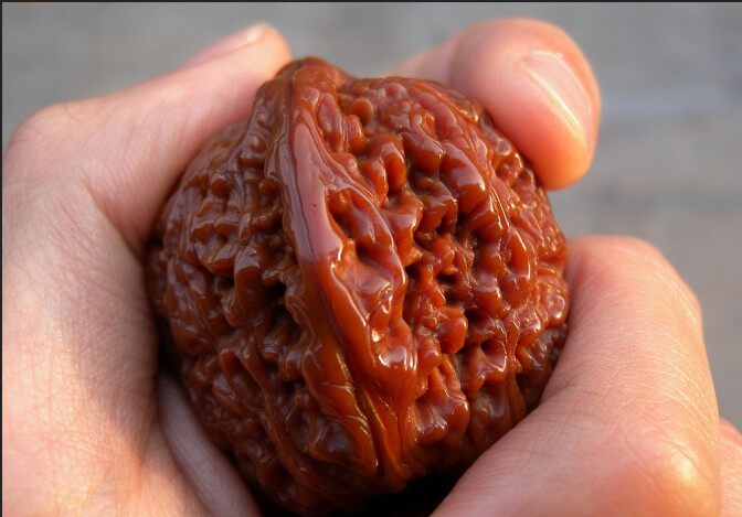 一瓣清心—43.0精品老树南疆石狮子头(收藏级)—d558