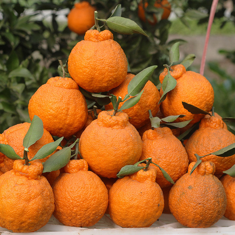 【5斤送4】丑橘子新鲜包邮四川丑柑不知火毛重10斤丑八怪农家现摘_7折