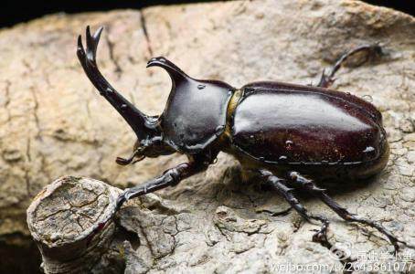 农村有三样"土玩具"