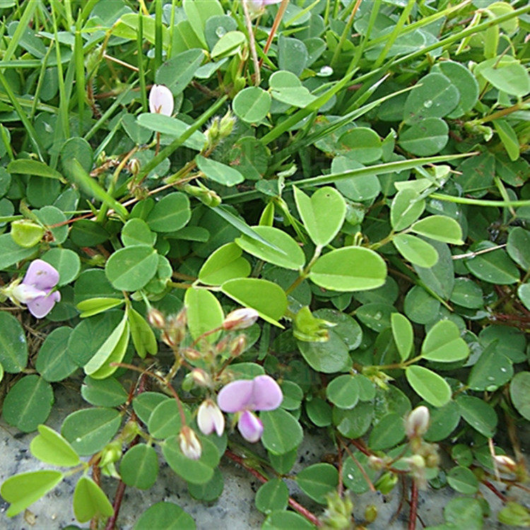 新鲜假地豆500g 异叶山蚂蝗 田吊子 血筋草 拐仔草 铺地藤 乌蝇羽