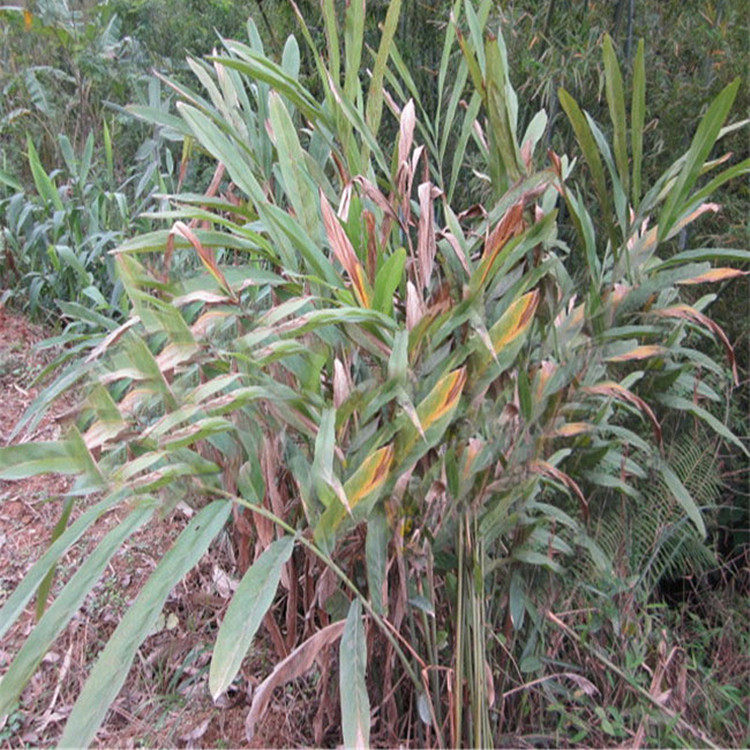 山姜头500g新鲜野生现挖箭杆风 九姜连 九龙盘 鸡