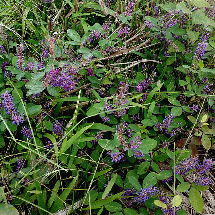新鲜假地豆500g 异叶山蚂蝗 田吊子 血筋草 拐仔草 铺地藤 乌蝇羽