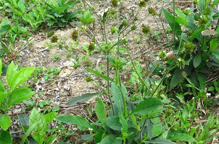 野生新鲜白花地胆草地胆头牛舌草苦地胆牛吃埔草鞋底头500g