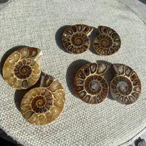 Natural colorful snail large slices open paleontological fossils childrens science collection Teaching