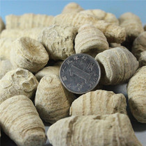 Natural tower-shaped coral paleontology fossil childrens science teaching gift collection