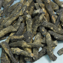 Natural bryozoan fossils foraminids paleontological fossils childrens popular science teaching collection specimens