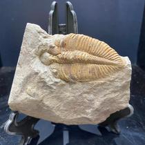 Natural trilobite fossil ornaments Crown insect popular science collection childrens gifts teaching specimens gifts