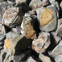 Trilobite tail paleontological fossil childrens science teaching