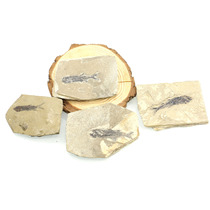 Natural fossil Yalo fish fossil paleontology fossil collection Ornaments popular science teaching children gifts