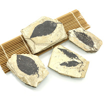Natural leaf fossil Shanwang fossil leaf fossil collection Popular Science ornaments collection childrens gifts