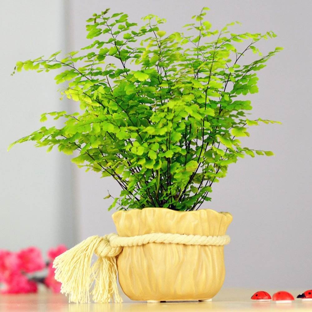 居家绿植新宠:充满远古魅力的蕨类植物!