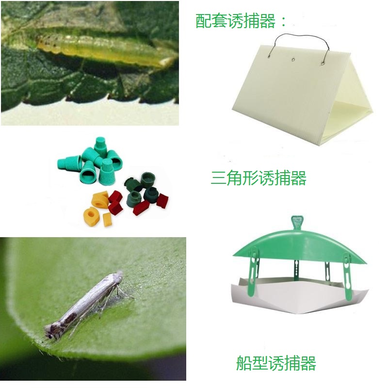 20粒桃潜叶蛾诱芯 昆虫信息素 昆虫引诱剂 性诱剂 诱捕器