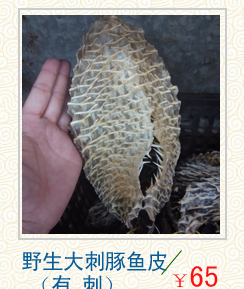 海南野生刺豚鱼皮干 刺龟皮胶海刺猬皮刺鲍鱼皮自晒渔家嫂子无刺