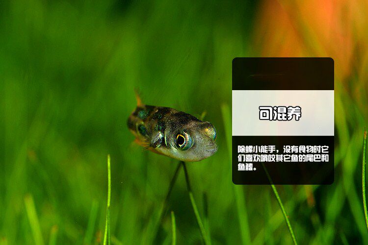 巧克力娃娃吃螺高手观赏鱼淡水活体迷你河豚潜水艇草缸水蜗牛克星