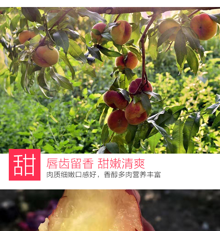 甜消养丰富-推好价 | 品质生活 精选好价