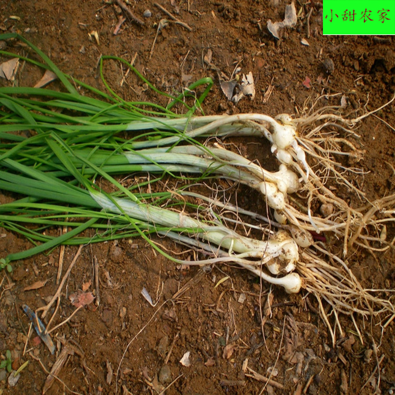 野葱和野蒜的功效图片