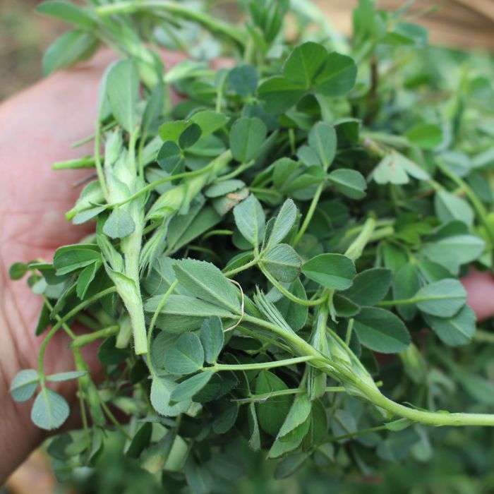 秦岭野生苜蓿芽食用野菜苜蓿菜 新鲜疏菜嫩苜蓿保鲜盒加冰三份包