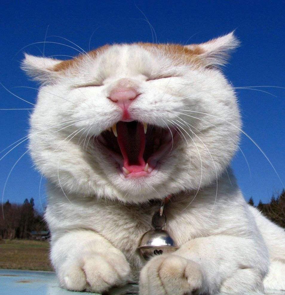 猫打哈欠的时候究竟能有多丑