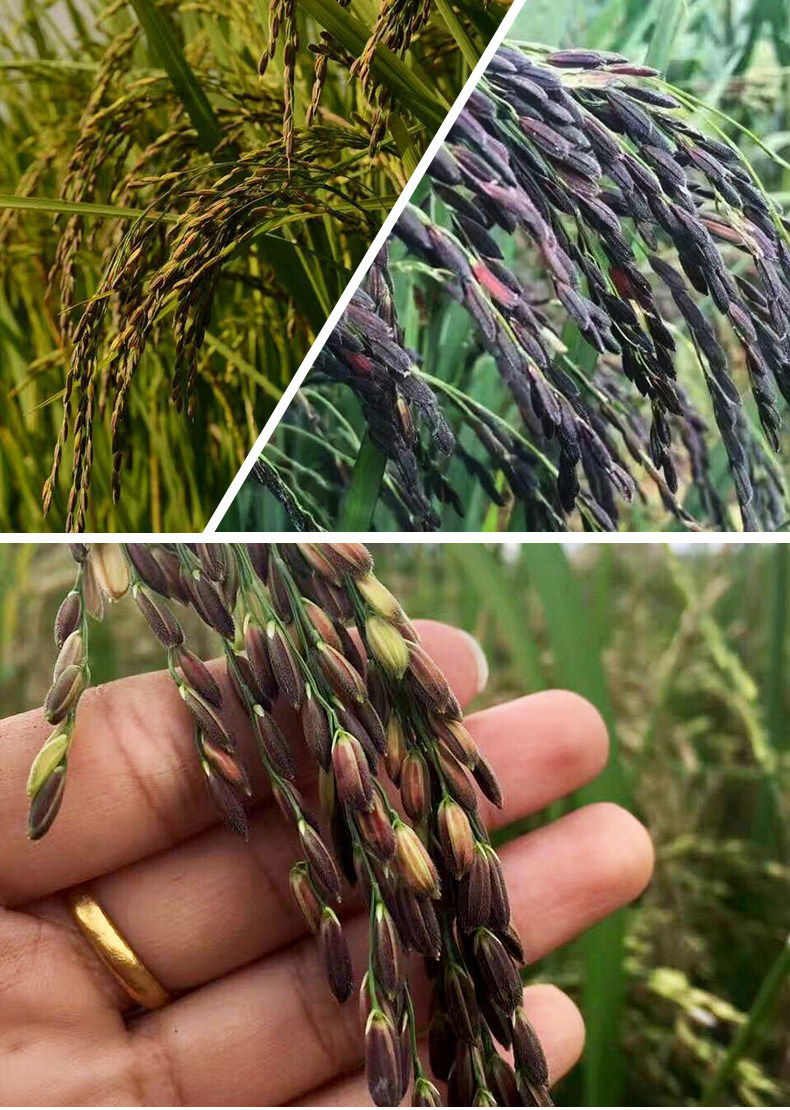 云南墨江紫米紫糯米血糯米新鲜粽子米江米农家老品种胚芽米1000g_秒杀