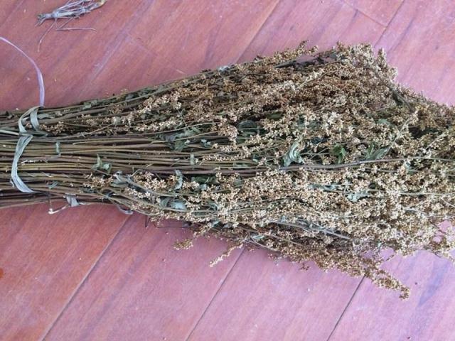 野生六月霜茶夏天凉茶南刘寄奴高山花草茶清凉茶500g六月雪双
