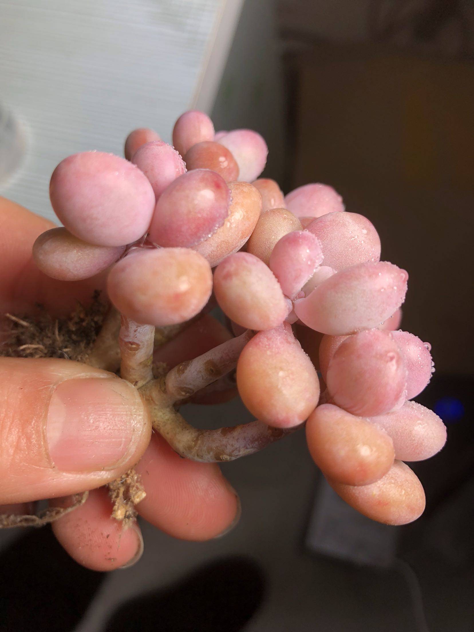 丸叶桃蛋腰子多肉亚美整群命运造型超大老桩老庄粗杆一物一拍盆栽