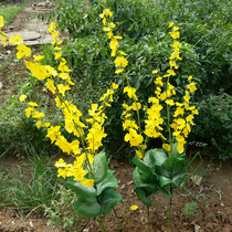 Simulation of rape flower silk flower fake flower artificial flower wedding background with flower shooting props Flower Factory Direct Sales