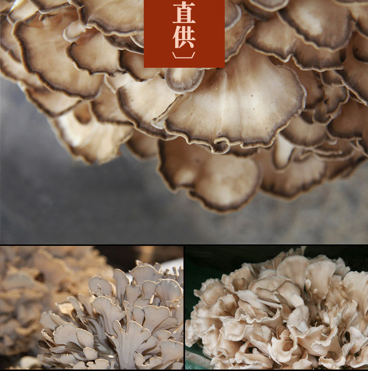 栗蘑酱拌饭拌面酱调味调料下饭咸菜礼盒装唐山迁西鹿肉栗蘑酱