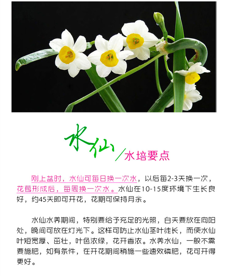 水仙花的作用图片