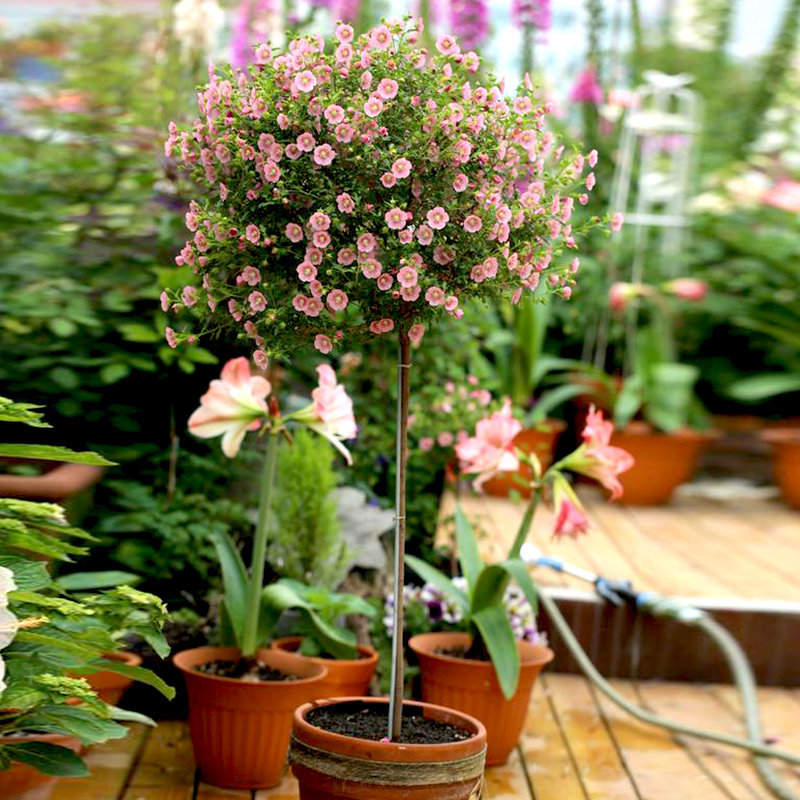 【虹越】小木槿棒棒糖150#盆栽多年生半灌开花机器易养护落叶植物