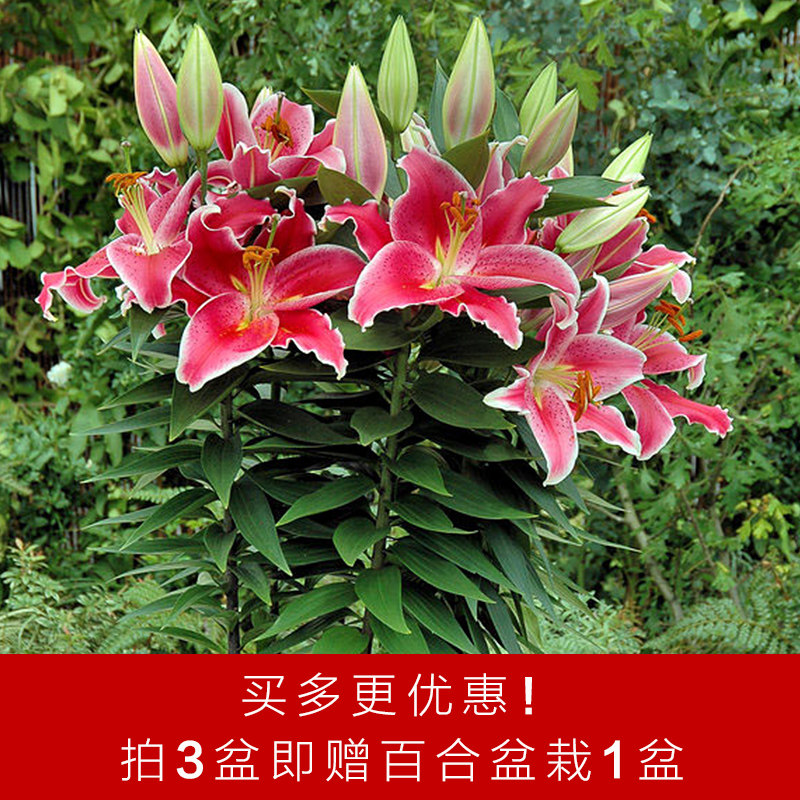 【虹越】百合190#盆栽香水百合室内阳台花卉送礼佳品 带花苞发货