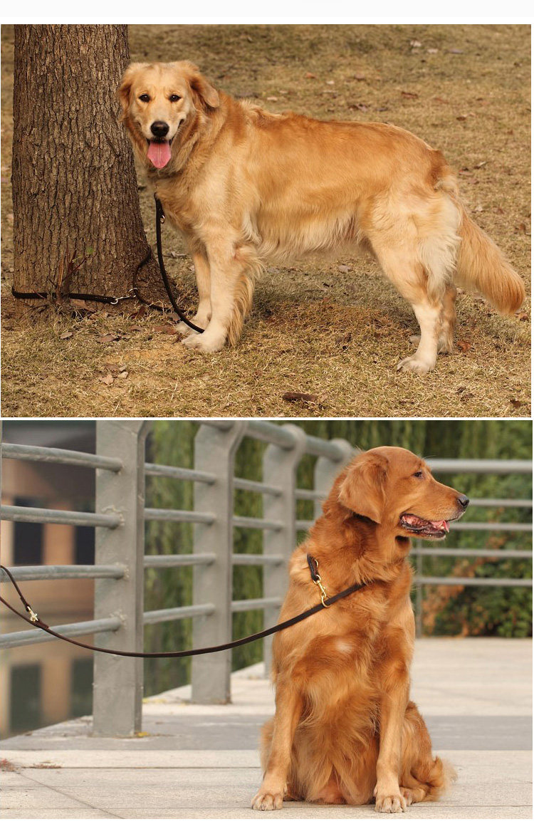 多个功能宠物牵引绳 牛皮狗链 牵引带 便捷栓狗绳跑步绳