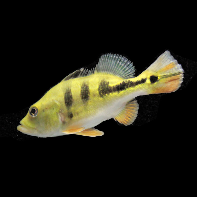 【包邮,包活】f1进口野生虫纹黄金巴西亚皇冠三间鱼帝王三间鱼活体