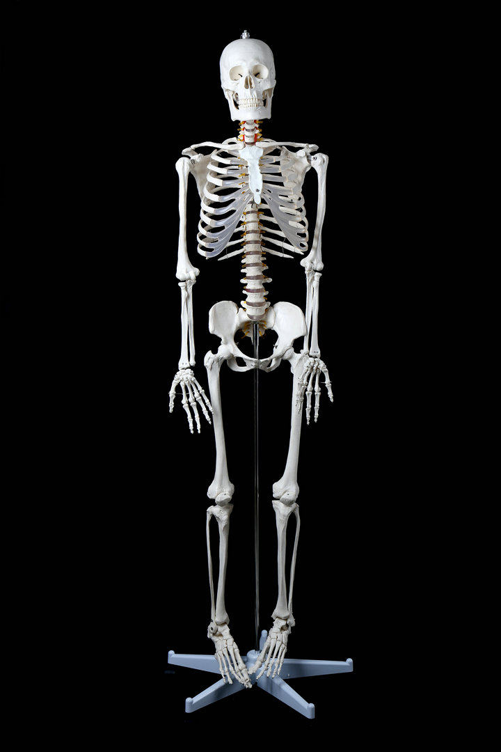 新款厂家直销医学最标准的170cm人体大骨骼模型 骷髅骨架标本