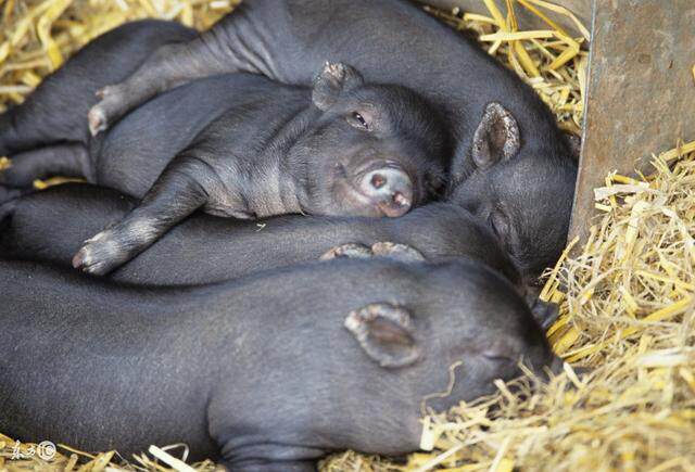 猪鸡吃潲水豆渣发酵料引起不良反应?
