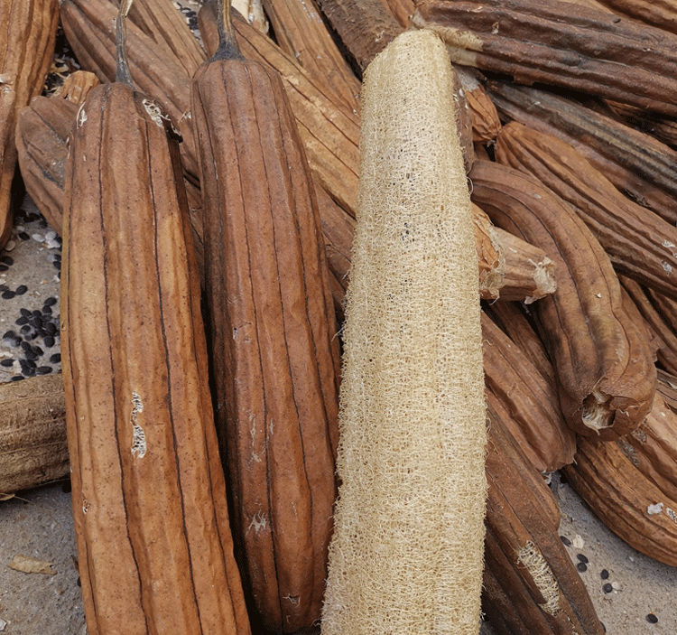 丝瓜络农村自种老丝瓜带皮洗碗可以吃的丝瓜长老的带壳丝瓜瓤筋囊