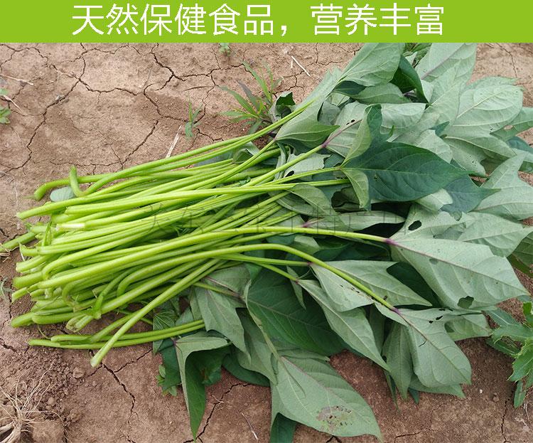 地瓜梗干地瓜秧东北特产农家干菜干货红薯梗新货无杂质250克/包