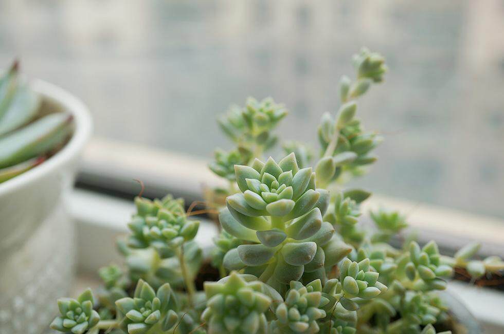 闻香识多肉,盘点那些有香味的多肉