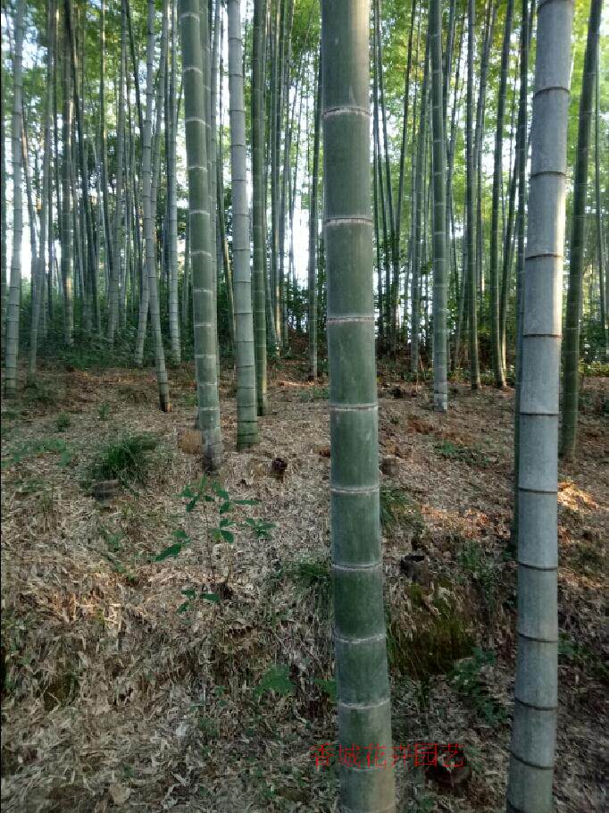 大型楠竹竹子苗毛竹子苗庭院植物四季常绿别墅竹鞭楠竹根苗兰竹苗