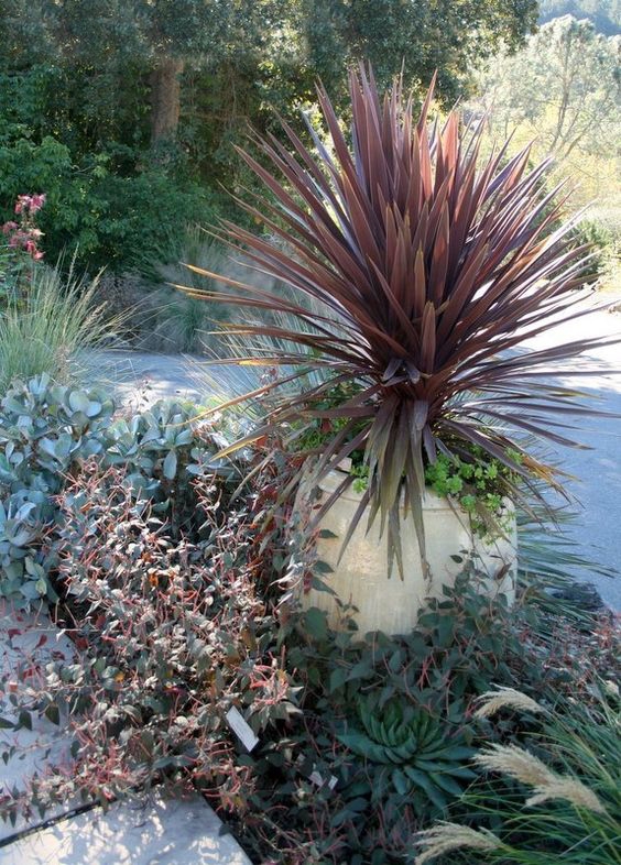 澳洲朱蕉红巨人cordyline "red sensation"盆栽苗