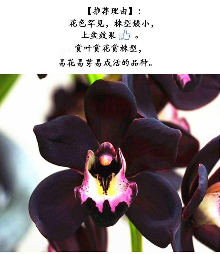 兰花苗墨兰黑雪姬 矮种好养易成活室内花卉绿植盆栽包邮