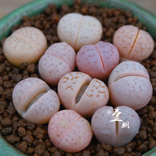 粉色 生石花4年 绫耀玉