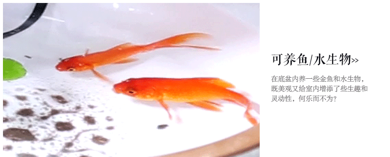 壁纸 动物 鱼 鱼类 790_319 gif 动态图 动图图片