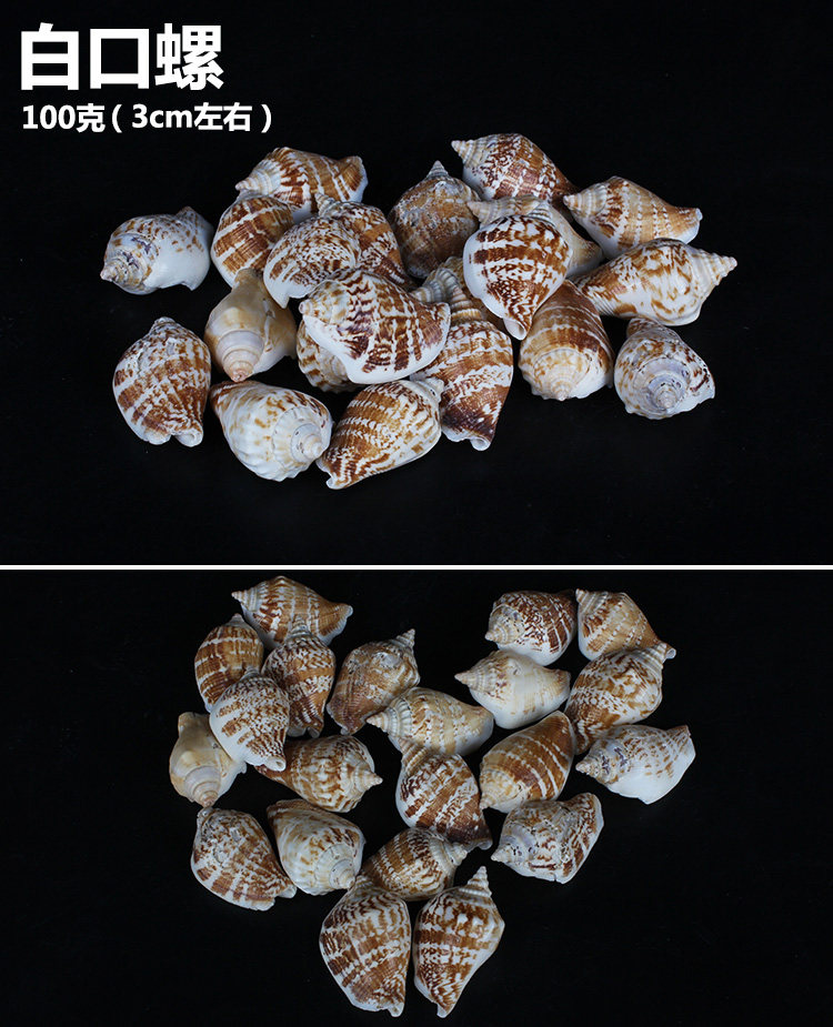 姑苏水族海螺贝壳工艺品原料diy拍照道具水族造景配件 白口螺100g