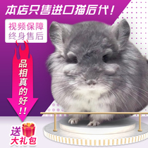 Purebred Chinchilla live pups Cheap baby Silver spotted gray beige Domestic small Chinchilla pet live adoption