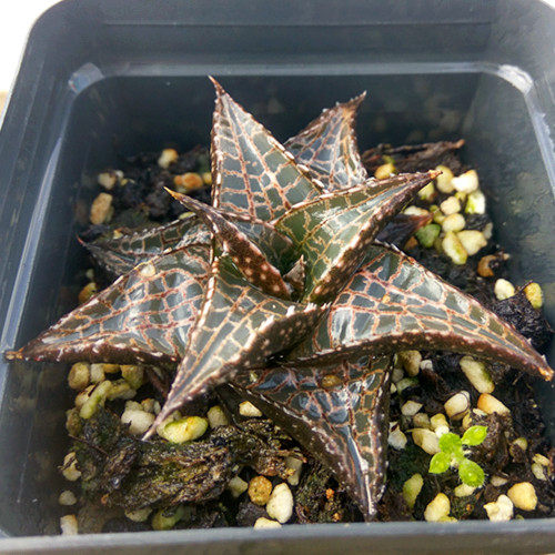 多肉植物龙鳞蛇皮掌十二卷芦荟室内盆栽多肉植物萌韩国组合十二卷_7折