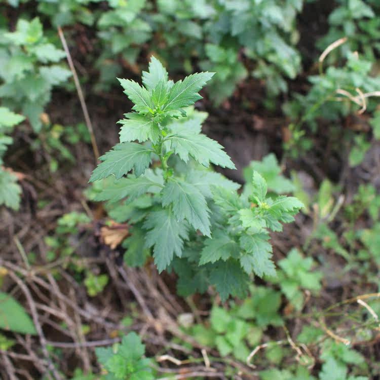 现采新鲜野生中草药材苦薏野菊花野黄菊花 整株全草500g