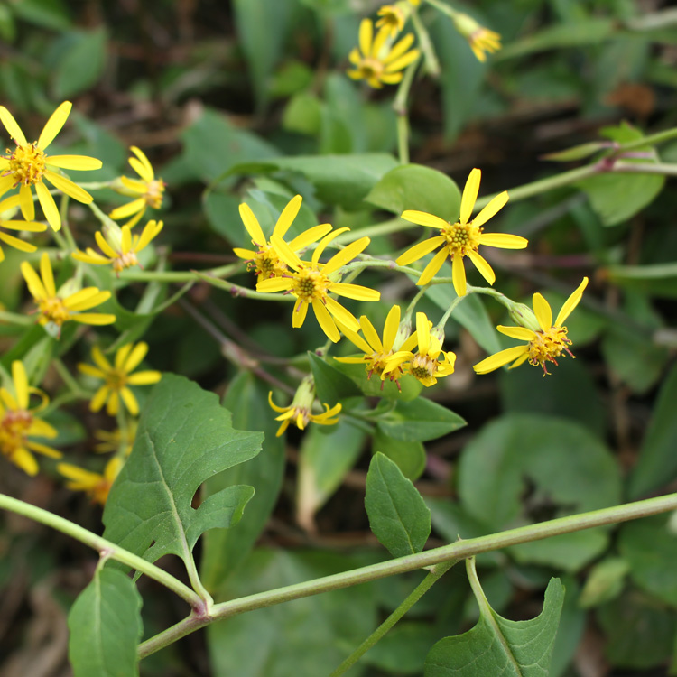 现采新鲜野生中草药材千里光九里明九龙光九岭光500g