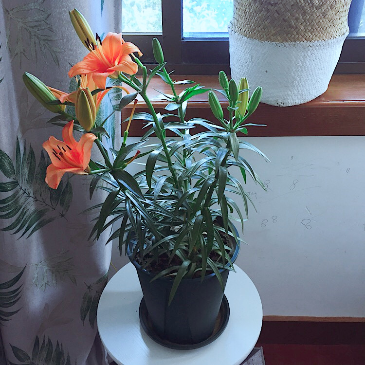 墨绿色的一款花盆,比较大气的颜色,搭配百合花,真的非常好看,一起看看