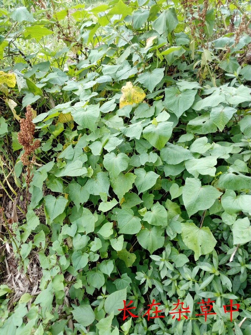 野生金荞麦兰荞 四川自贡 南桥荞叶七 万年荞新鲜干粉
