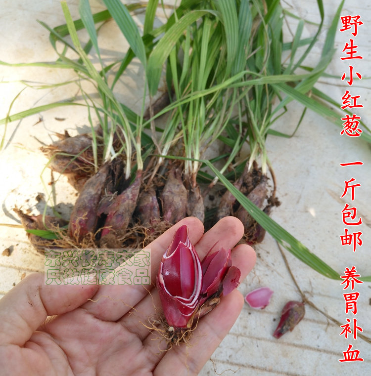 广西野生红葱头1斤包邮 珠葱 朱葱 小红蒜 百步还阳 红根水仙种苗